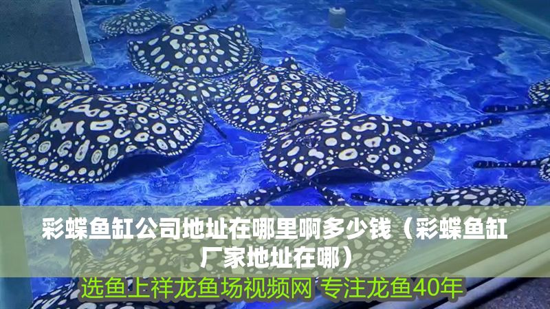 彩蝶魚缸公司地址在哪里啊多少錢（彩蝶魚缸廠家地址在哪）
