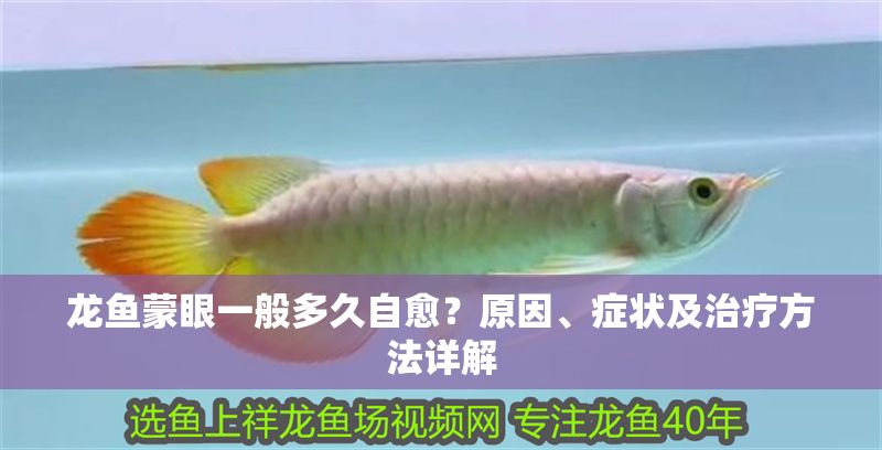 龍魚蒙眼一般多久自愈？原因、癥狀及治療方法詳解