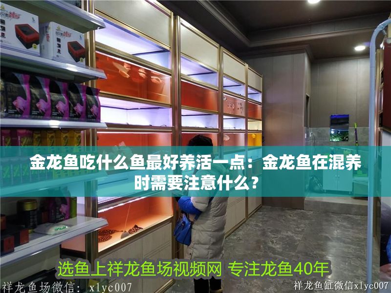 金龍魚吃什么魚最好養活一點：金龍魚在混養時需要注意什么？