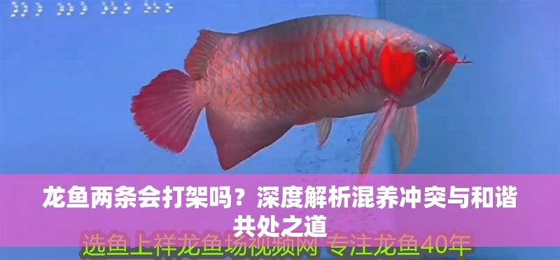 龍魚兩條會(huì)打架嗎？深度解析混養(yǎng)沖突與和諧共處之道