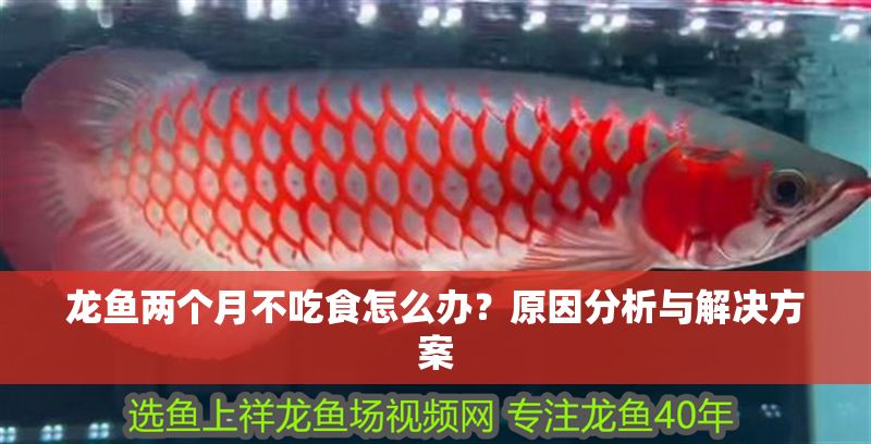 龍魚兩個月不吃食怎么辦？原因分析與解決方案
