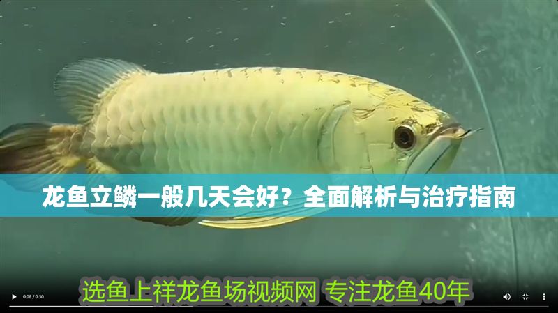 龍魚立鱗一般幾天會好？全面解析與治療指南