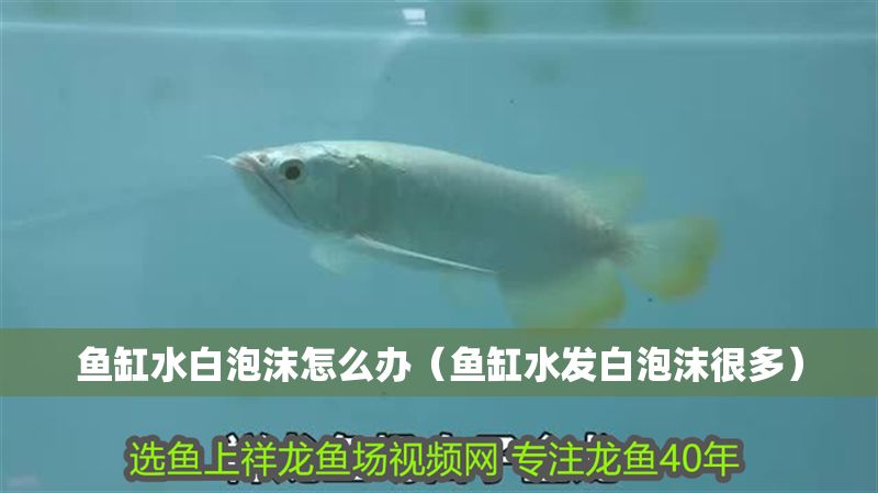 魚缸水白泡沫怎么辦（魚缸水發白泡沫很多）