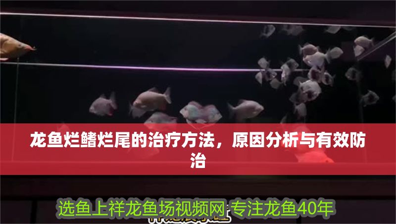 龍魚爛鰭爛尾的治療方法，原因分析與有效防治