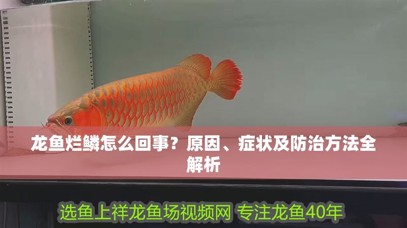 龍魚爛鱗怎么回事？原因、癥狀及防治方法全解析 龍魚爛鱗怎么回事？原因、癥狀及防治方法全解析 龍魚百科 第1張