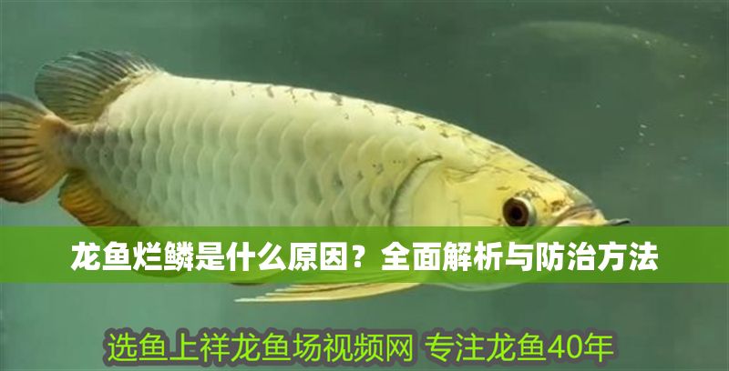 龍魚爛鱗是什么原因？全面解析與防治方法