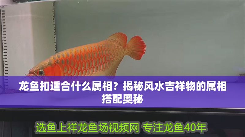 龍魚扣適合什么屬相？揭秘風水吉祥物的屬相搭配奧秘