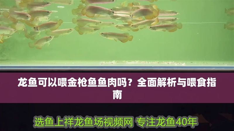 龍魚可以喂金槍魚魚肉嗎？全面解析與喂食指南