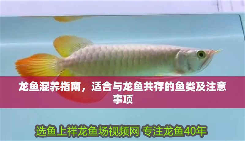 龍魚混養指南，適合與龍魚共存的魚類及注意事項