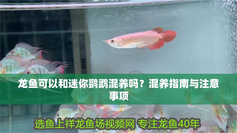 龍魚可以和迷你鸚鵡混養嗎？混養指南與注意事項