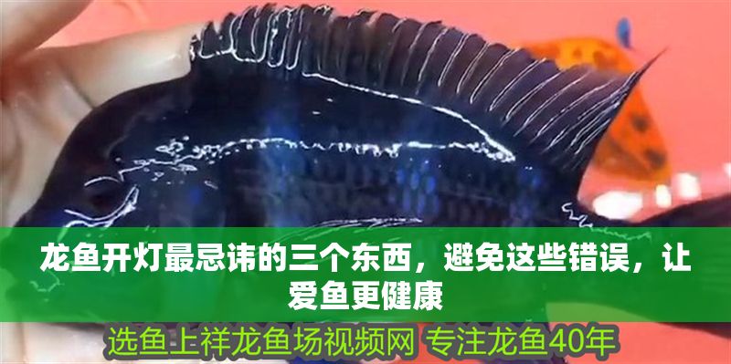 龍魚開燈最忌諱的三個(gè)東西，避免這些錯(cuò)誤，讓愛魚更健康