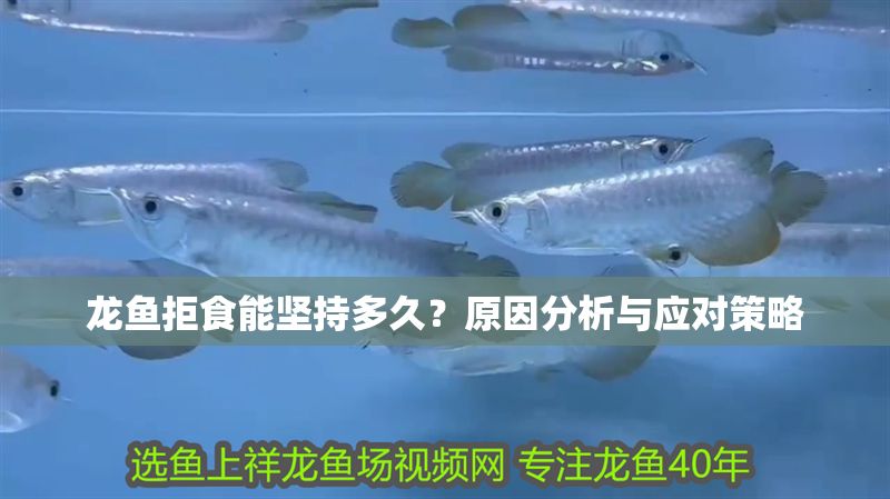 龍魚拒食能堅持多久？原因分析與應對策略