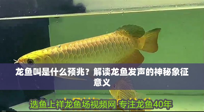 龍魚叫是什么預兆？解讀龍魚發聲的神秘象征意義 龍魚叫是什么預兆？解讀龍魚發聲的神秘象征意義 龍魚百科 第1張