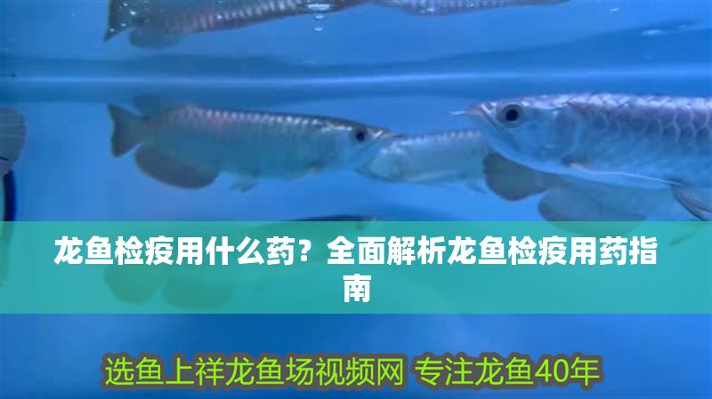 龍魚檢疫用什么藥？全面解析龍魚檢疫用藥指南