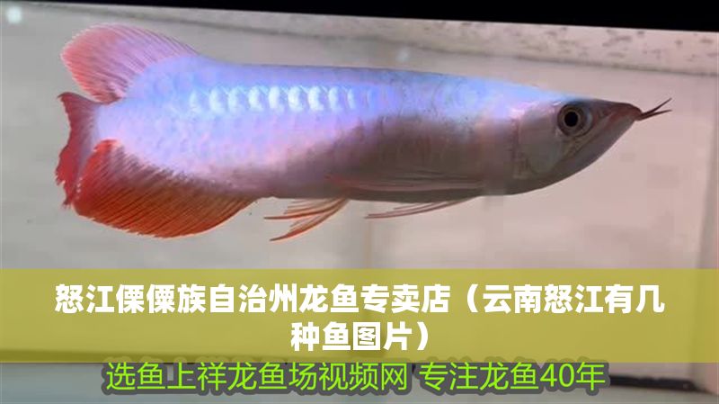 怒江傈僳族自治州龍魚專賣店（云南怒江有幾種魚圖片）