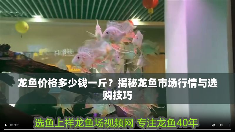 龍魚價格多少錢一斤？揭秘龍魚市場行情與選購技巧 龍魚價格多少錢一斤？揭秘龍魚市場行情與選購技巧 龍魚百科 第1張