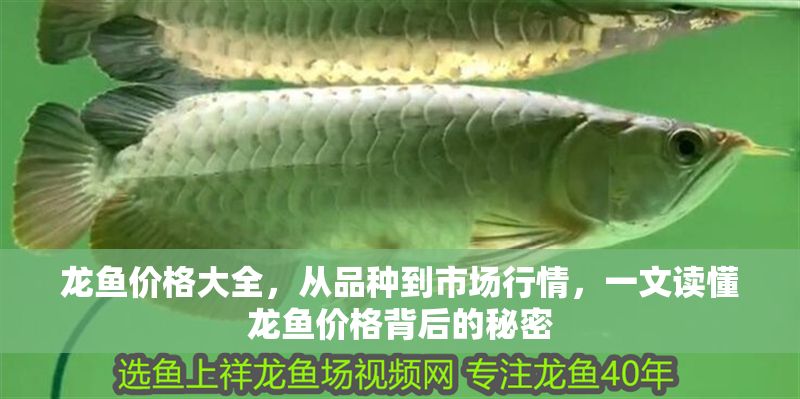 龍魚價格大全，從品種到市場行情，一文讀懂龍魚價格背后的秘密