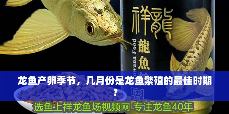 龍魚產卵季節，幾月份是龍魚繁殖的最佳時期？