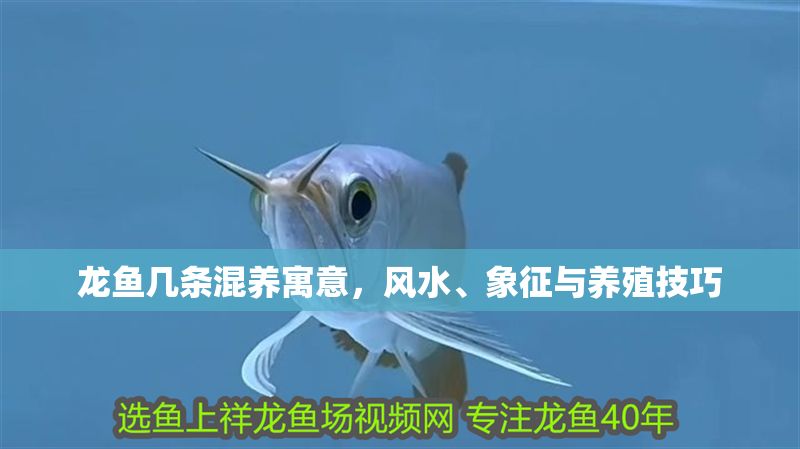 龍魚幾條混養寓意，風水、象征與養殖技巧 龍魚幾條混養寓意，風水、象征與養殖技巧 龍魚百科 第1張