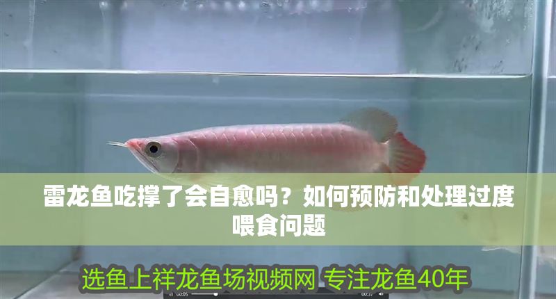 雷龍魚吃撐了會自愈嗎?如何預防和處理過度喂食問題 龍魚百科 第1張 雷龍魚吃撐了會自愈嗎?如何預防和處理過度喂食問題 雷龍魚吃撐了會自愈嗎?如何預防和處理過度喂食問題 龍魚百科 第1張