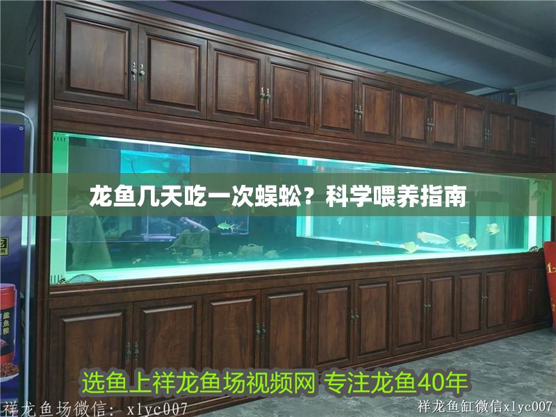 龍魚幾天吃一次蜈蚣？科學(xué)喂養(yǎng)指南