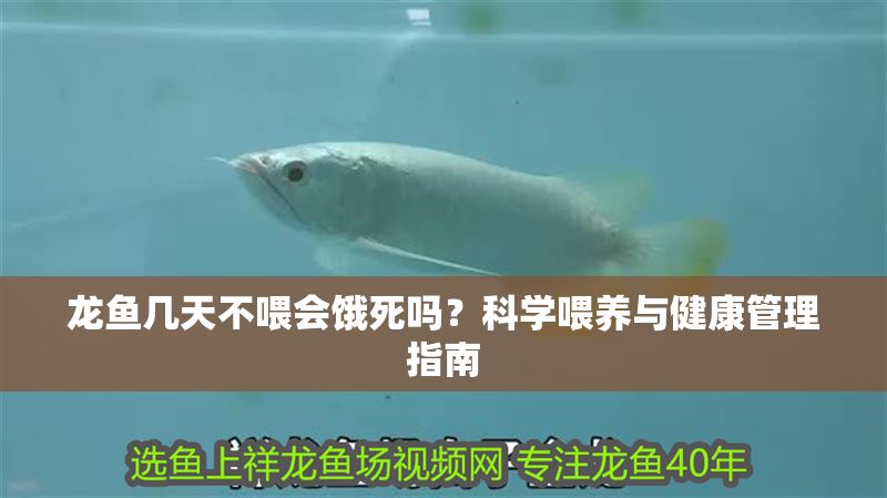 龍魚幾天不喂會餓死嗎？科學喂養與健康管理指南 龍魚幾天不喂會餓死嗎？科學喂養與健康管理指南 龍魚百科 第1張