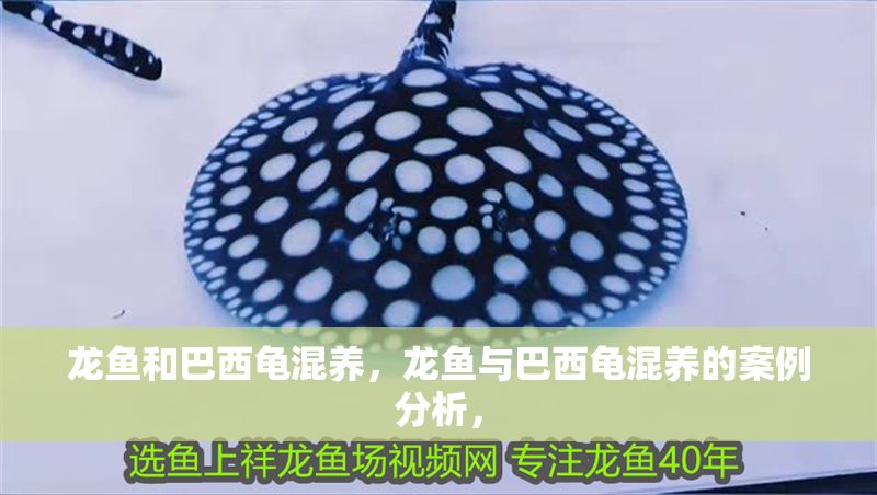 龍魚和巴西龜混養，龍魚與巴西龜混養的案例分析， 龍魚和巴西龜混養，龍魚與巴西龜混養的案例分析， 龍魚百科 第2張