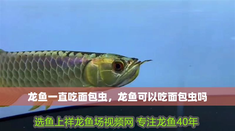 龍魚一直吃面包蟲，龍魚可以吃面包蟲嗎 龍魚一直吃面包蟲，龍魚可以吃面包蟲嗎 龍魚百科 第2張