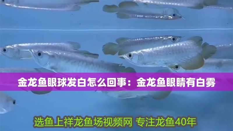 金龍魚眼球發(fā)白怎么回事：金龍魚眼睛有白霧