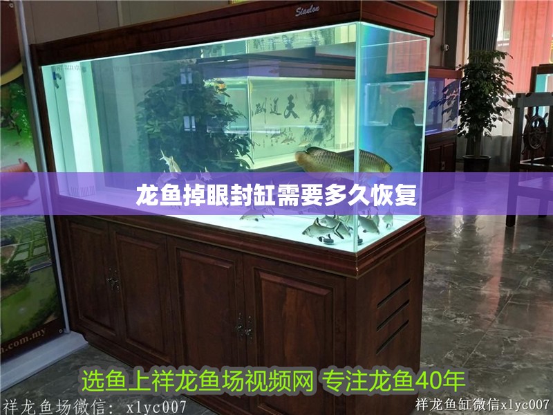 龍魚掉眼封缸需要多久恢復(fù) 龍魚掉眼封缸需要多久恢復(fù) 龍魚百科 第1張