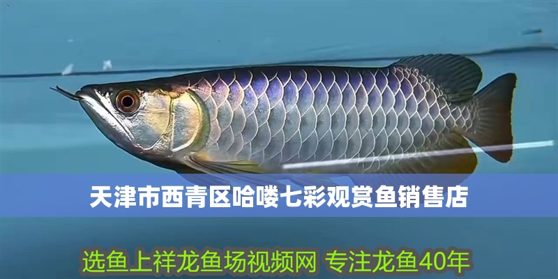 天津市<strong><mark>西青</mark></strong>區(qū)哈嘍七彩觀賞魚銷售店