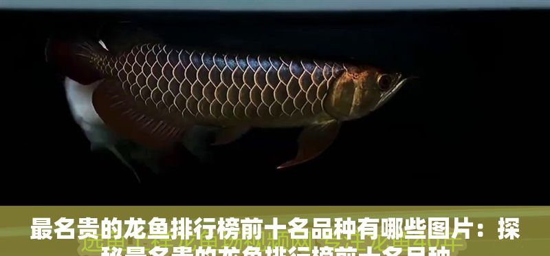 最名貴的龍魚排行榜前十名品種有哪些圖片：探秘最名貴的龍魚排行榜前十名品種
