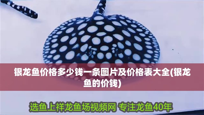 銀龍魚價格多少錢一條圖片及價格表大全(銀龍魚的價錢) 銀龍魚價格多少錢一條圖片及價格表大全(銀龍魚的價錢) 銀龍魚百科