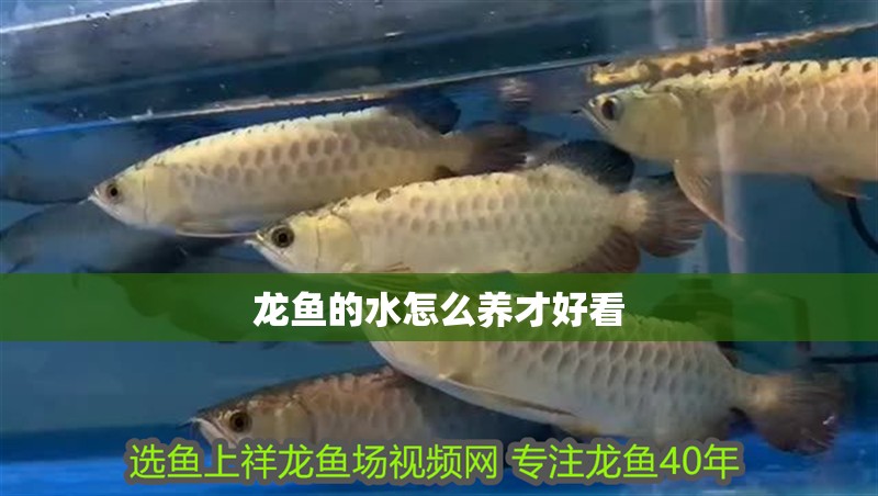龍魚的水怎么養才好看