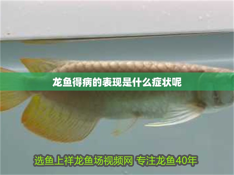龍魚得病的表現是什么癥狀呢 龍魚得病的表現是什么癥狀呢 龍魚百科 第1張