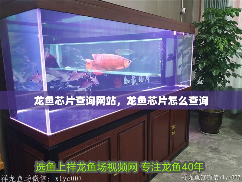 龍魚芯片查詢網站，龍魚芯片怎么查詢