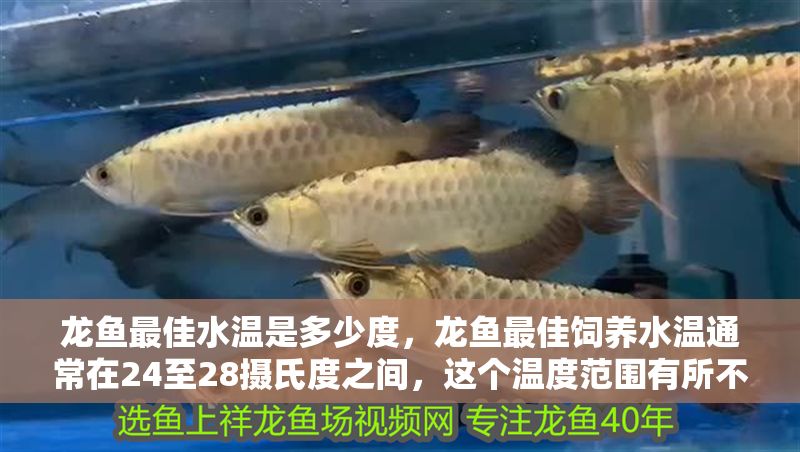 龍魚最佳水溫是多少度，龍魚最佳飼養水溫通常在24至28攝氏度之間，這個溫度范圍有所不同