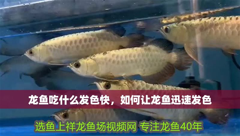 龍魚吃什么發色快，如何讓龍魚迅速發色 龍魚吃什么發色快，如何讓龍魚迅速發色 龍魚百科 第2張