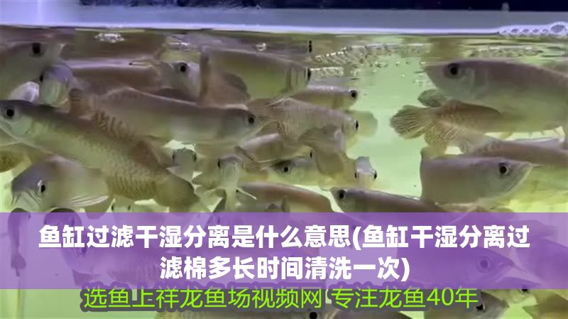 魚缸過濾干濕分離是什么意思(魚缸干濕分離過濾棉多長時間清洗一次)