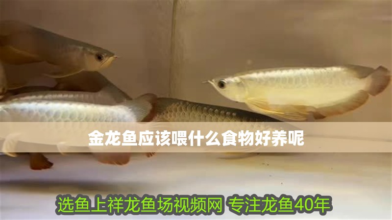 金龍魚應該喂什么食物好養呢
