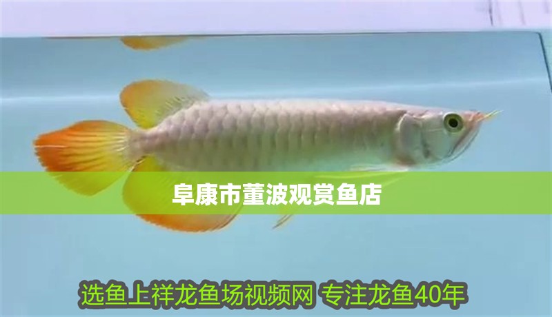阜康市董波觀賞魚店 全國(guó)水族館企業(yè)名錄 第1張 阜康市董波觀賞魚店 阜康市董波觀賞魚店 全國(guó)水族館企業(yè)名錄 第1張