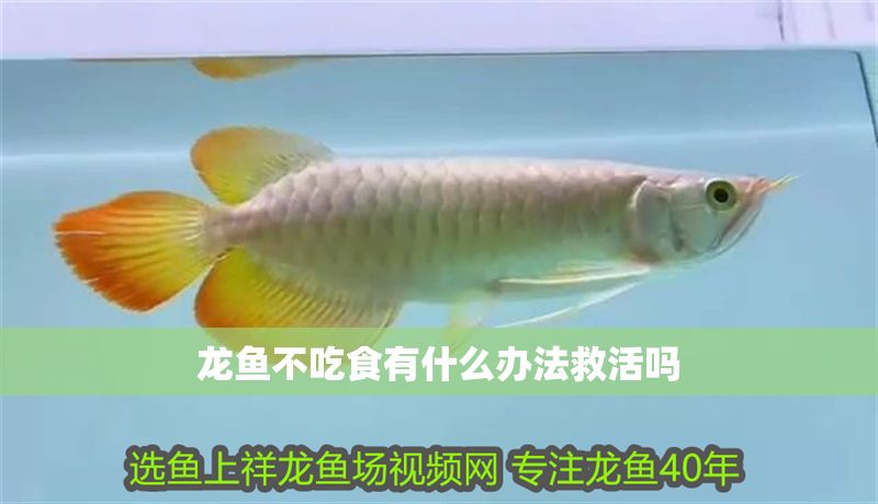 龍魚不吃食有什么辦法救活嗎