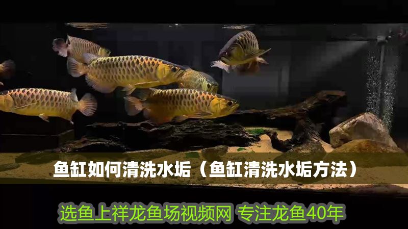 魚缸如何清洗水垢（魚缸清洗水垢方法）
