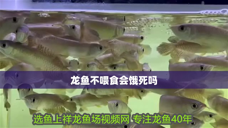 龍魚不喂食會餓死嗎