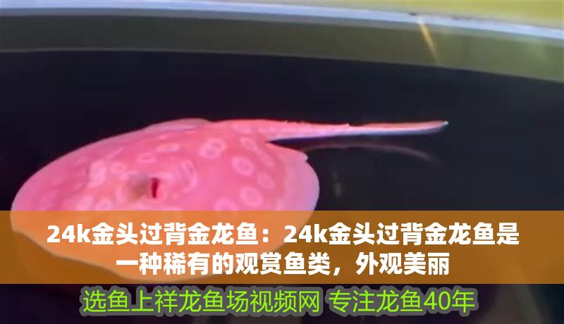 24k金頭過背金龍魚：24k金頭過背金龍魚是一種稀有的觀賞魚類，外觀美麗