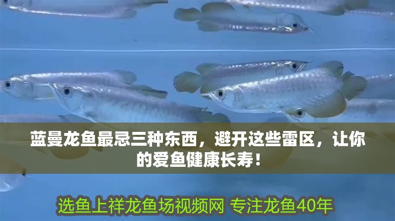 藍曼龍魚最忌三種東西，避開這些雷區(qū)，讓你的愛魚健康長壽！