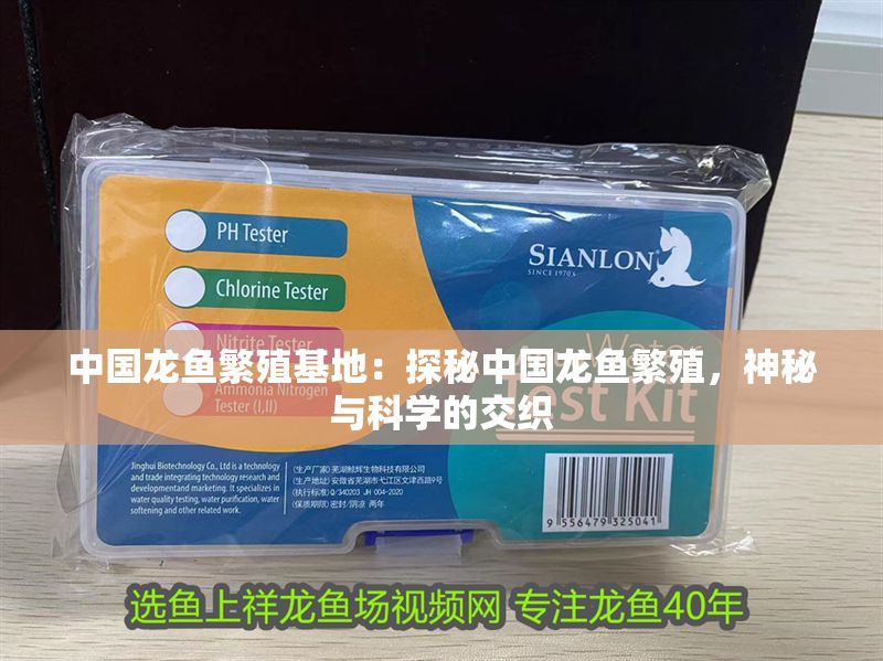 中國(guó)龍魚繁殖基地：探秘中國(guó)龍魚繁殖，神秘與科學(xué)的交織