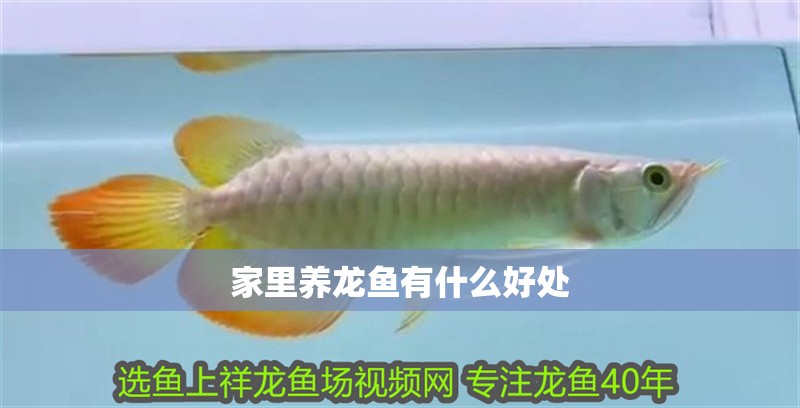 家里養龍魚有什么好處 家里養龍魚有什么好處 龍魚百科 第1張