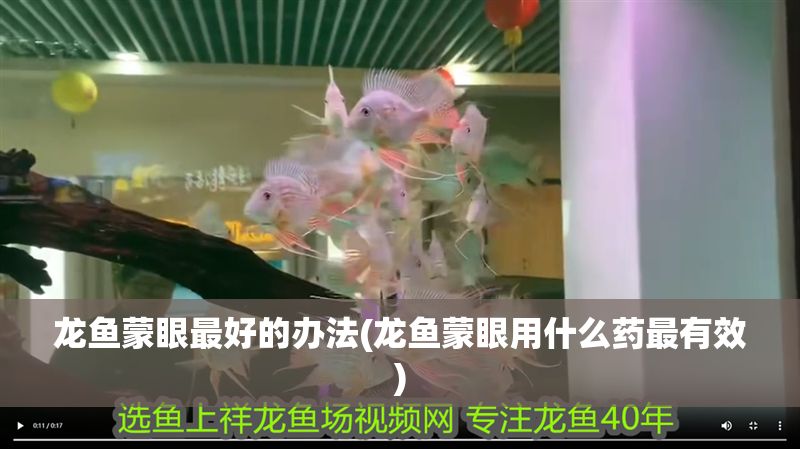 龍魚蒙眼最好的辦法(龍魚蒙眼用什么藥最有效)