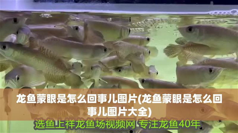 龍魚蒙眼是怎么回事兒圖片(龍魚蒙眼是怎么回事兒圖片大全)
